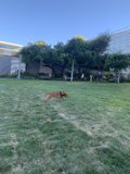 Summer Fun with Fido