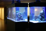 Double the Fun with Two Aquariums