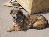 Tired Pup on Plywood