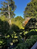 Serene Japanese Garden Oasis