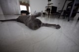 Cozy Cat on Hardwood Floor