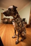 Spot the Dog on Hardwood Flooring