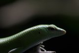 Emerald Enigma