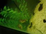 Underwater Oasis