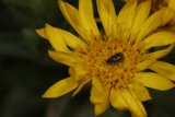 Buzzing Companion