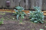 Bountiful Garden Harvest
