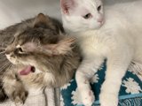 Feline Friends Unleash Their Tongues