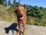 Happy Pup on a Walk