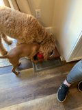 Furry Friends Sharing a Meal
