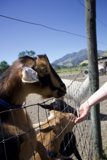 A Friendly Encounter at Old Faithful Geyser Park