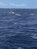 A Playful Dolphin in the North Pacific