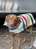 Colorful Canine Outdoors