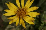 Golden Daisy Petals