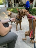 A Walk with Two Canine Buddies