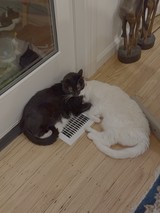 Two Cats Sharing Floor Air Vent Warmth