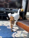 Furry Friends at Play