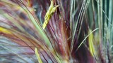 Crimson and Gold: Macro Grass Awns Up Close