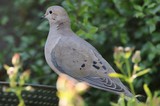 Mourning Dove Perched on Garden Wire