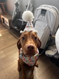 Birthday Pup