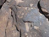 Slate Rock with Intriguing Fossil