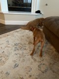 Paws on Plywood