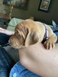 Puppy Nap Time