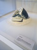 Seashell Sculpture on Display