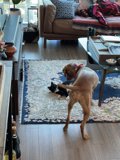 Furry Friends at Play in a Cozy Living Room
