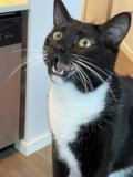 Vocal Feline