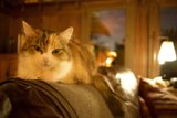 The Couch Companion