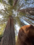 A Canine's View of the Majestic Sequoias