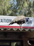 Majestic Peacock on San Francisco Rooftop