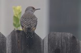 Northern Flicker Perched on Weathered Wooden Fence