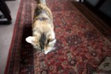 Feline Flooring Fashion