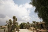 A Scenic Walk Through the Joshua Tree Forest
