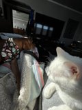 Bed Buddies