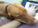 A Relaxing Afternoon with Man's Best Friend