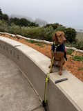 Coastal Companion