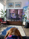 The Watchful Hound