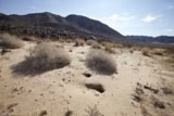 Solitude in the Desert