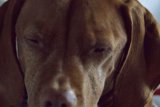Serene Canine Moments
