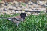 Dark-eyed Junco Foraging in Backyard Grass