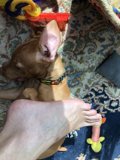 Comfy Pup and Cozy Foot