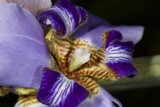 Striped Purple Iris in Full Bloom