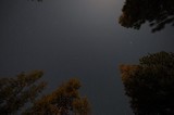 Star-Filled Sky Above Pine Forest at Night