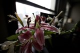 Blooming Beauty by the Window