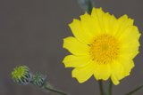 Radiant Daisy