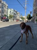 Pink Bandana Pooch Takes a Stroll