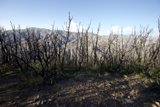 Remnants of a Fire-Swept Wilderness