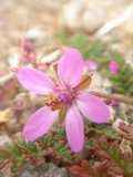 Delicate Pink Geranium